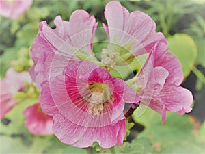 Pink Hollyhocks flowersor Althaea rosea flower blossoms on a summer day in the garden