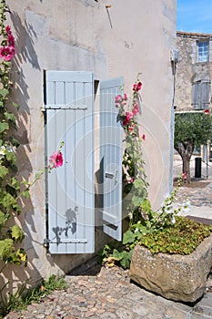 Pink Hollyhocks in France