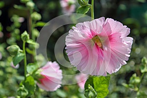 Pink hollyhocks with green leaves