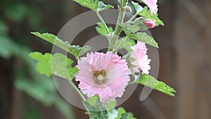 Pink hollyhocks in spring