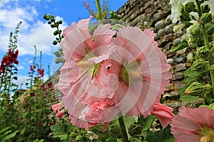 Pink hollyhocks on the street of Saint Valery sur Somme