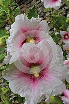 Pink hollyhocks on the street of Saint Valery sur Somme