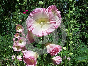 Pink Hollyhocks surrounded by greenry