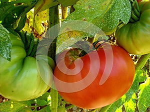 Pink home grown tomatoes