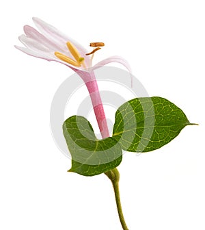 Pink honeysuckle flower