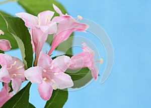 Pink Honeysuckle Flowers