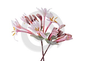 Pink honeysuckle  flowers