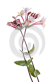 Pink honeysuckle  flowers