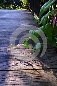 Pink honolulu creeper, garden wood path