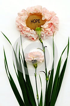 Pink Hope Carnations