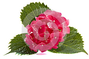 Pink hortensia