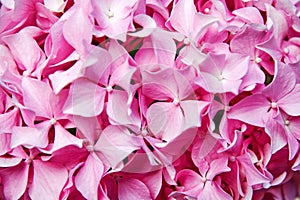 Pink hortensia blossom flower closeup pattern with petals
