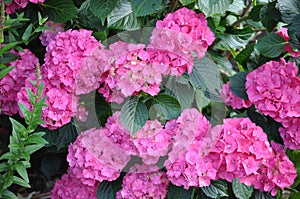 Pink Hortensia bush in the garden,Hydrangea