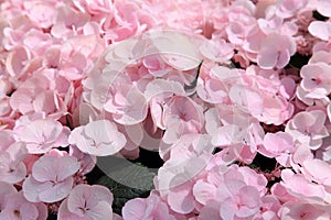 Pink hortensia flower closeup