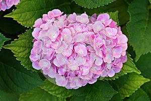 Pink hortensia flower photo
