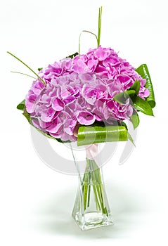 Pink Hortensia in a flower vase