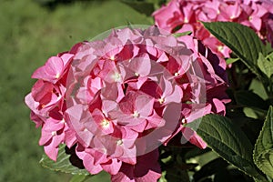 Pink hortensia flowers