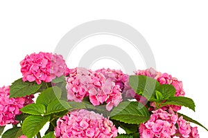 Pink hortensia flowers