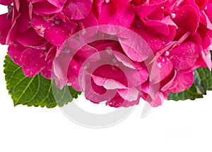 Pink hortensia flowers border
