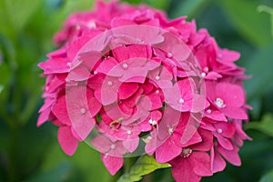 Pink hortensia flowers in garden