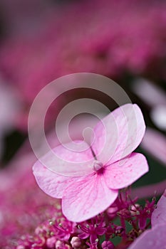 Pink hortensia hydrangea