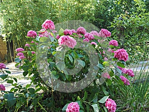 pink hortensia (Hydrangea) flower