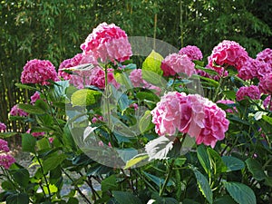 pink hortensia (Hydrangea) flower