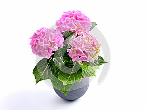 Pink hortensia - hydrangea in grey pot.