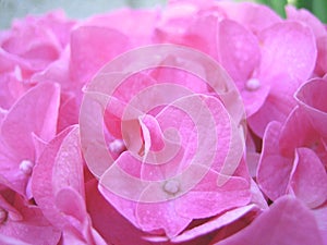 Pink hortensias flowers blossom closeup photo