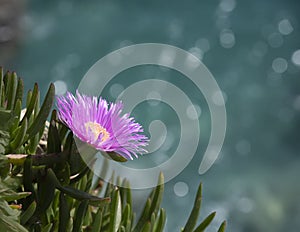 Pink Hottentot Fig Plant Growing on the Cliffs of the Mediterranean Sea