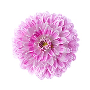 Pink Ð¡hrysanthemum isolated on white background.  Close up