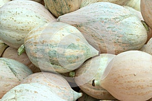 Pink Hubba pumpkins at market, Germany