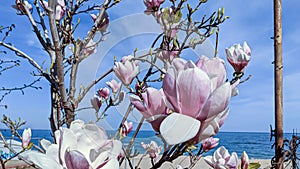 Pink huge magnolia flowers on the branches against the background of blue