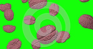 Pink human Brains falling rain genius intelligence green screen 3d animation chroma key