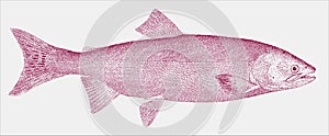 Pink or humpback salmon oncorhynchus gorbuscha, marine fish from the Pacific Ocean