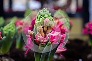 Pink Hyacint flower photo