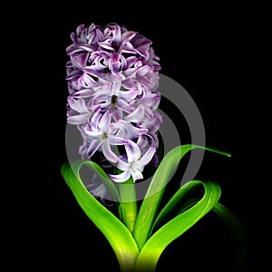 Pink hyacinth