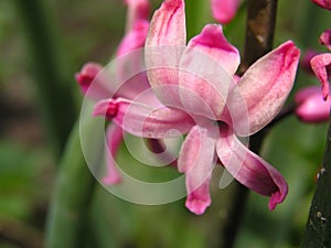 Pink hyacinth