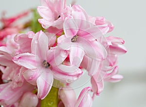 The pink hyacinth