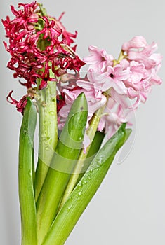 The pink hyacinth