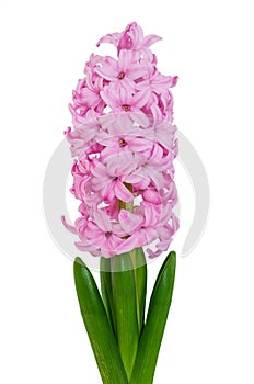 Pink hyacinth