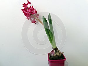 Pink Hyacinth Blossom in a Flower Pot  on a White Background