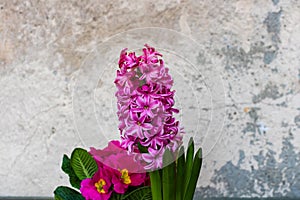 Pink hyacinth delicate flower in a pot outdoor