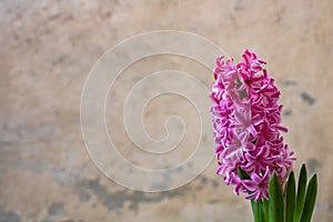 Pink hyacinth delicate flower in a pot outdoor