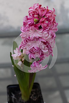 Pink hyacinth delicate flower in a pot outdoor