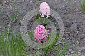 pink hyacinth, design and decoration of garden, lawn
