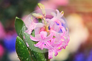 Pink hyacinth with dew drops in a flower pot grown for sale in a gardening shop
