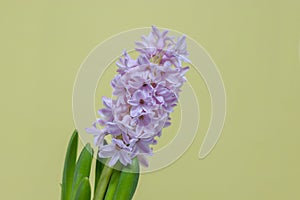 Pink hyacinth flower