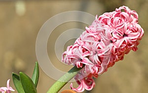 Pink hyacinth flower