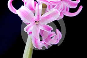 Pink hyacinth flower